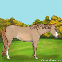 Horse Color:Red Dun Roan