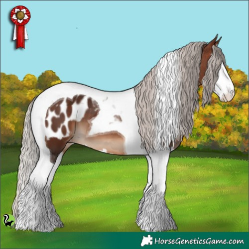 Horse Color:Silver Brown Splash Tobiano Appaloosa 