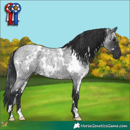 Horse Color:White Spotted Blue Roan 