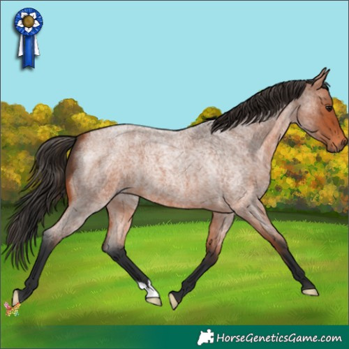 Horse Color:Bay Roan 