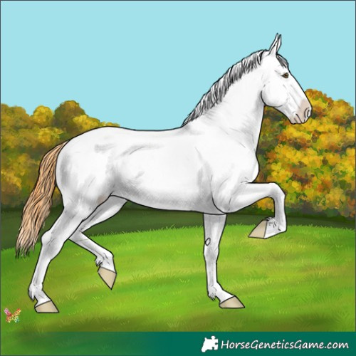 Horse Color:Watercolor Liver Red Dun Sabino Splash Appaloosa 