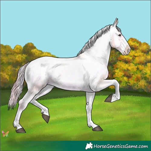 Horse Color:Watercolor Liver Red Onyx Sabino Appaloosa 