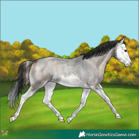 Horse Color:Blue Onyx Roan Splash 