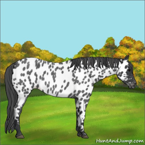 Horse Color:Blue Roan Appaloosa 