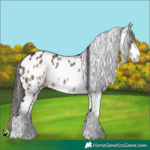 Horse Color:Brown Dun Sabino Appaloosa 