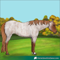 Horse Color:Red Roan 