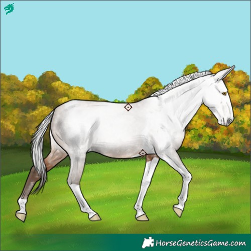 Horse Color:Gray Amber Champagne Tobiano 