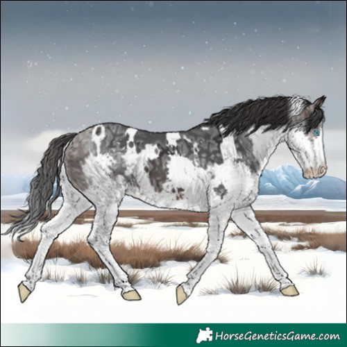 Horse Color:White Spotted Brown Ice Splash 