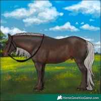Horse Color:Silver Brown Rabicano 