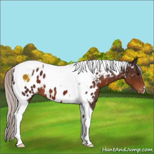 Horse Color:Silver Brown Tobiano Appaloosa 