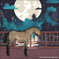 Horse Color:Gray Brown Dun Rabicano 