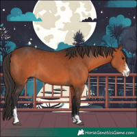 Horse Color:Bay Sabino