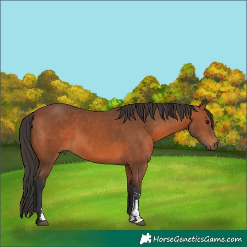 Horse Color:Bay Sabino