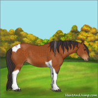 Horse Color:Buckskin Tobiano