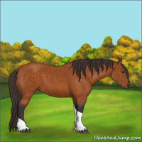 Horse Color:Buckskin Tobiano 