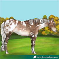 Horse Color:Gray White Spotted Silver Brown Pearl Blanket Rabicano 