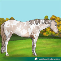 Horse Color:White Spotted Liver Chestnut Pearl 
