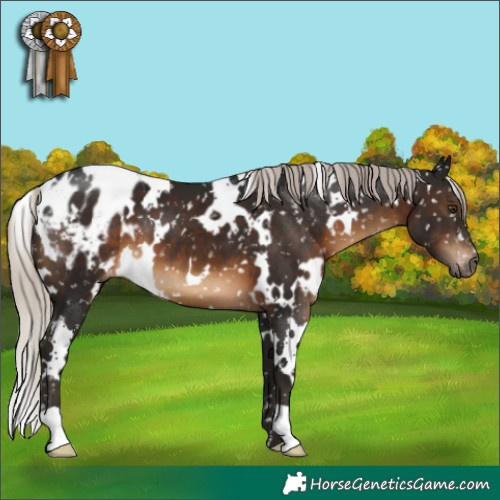 Horse Color:Gray White Spotted Silver Brown Blanket 