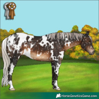 Horse Color:Gray White Spotted Silver Brown Appaloosa