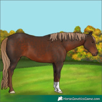 Horse Color:Liver Chestnut 