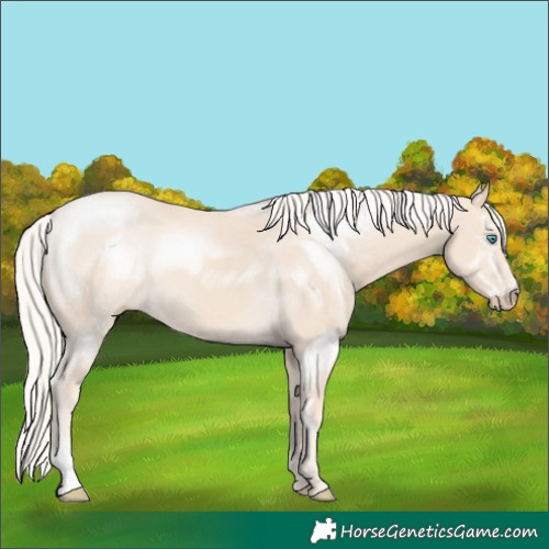 Horse Color:Cremello 