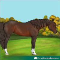 Horse Color:Liver Chestnut 