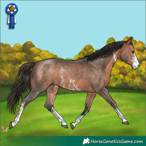 Horse Color:Bay Sabino 