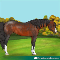 Horse Color:Brown 