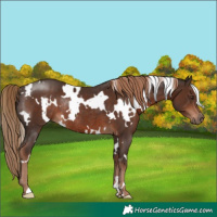 Horse Color:White Spotted Liver Chestnut Rabicano