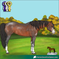 Horse Color:Brown Sabino Rabicano 