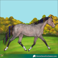 Horse Color:Painted Buckskin Roan 