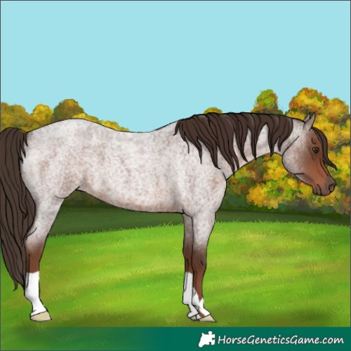 Horse Color:Liver Red Roan 