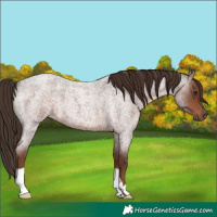 Horse Color:Liver Red Roan 