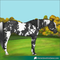 Horse Color:White Spotted Black