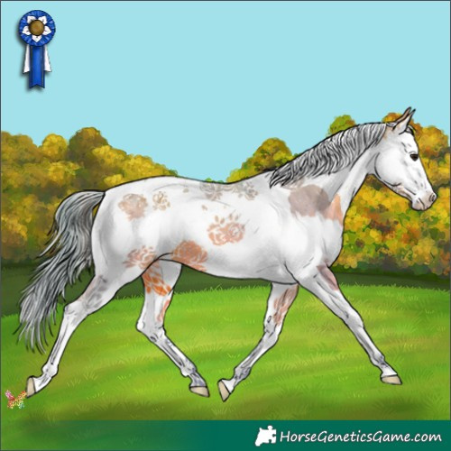 Horse Color:Watercolor Bay Splash Tobiano Appaloosa 
