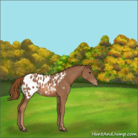 Horse Color:Chestnut Sabino Near Leopard Rabicano 