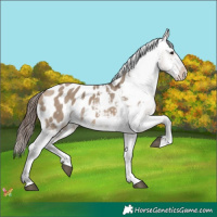 Horse Color:Bay Dun Sabino Appaloosa 