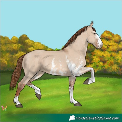 Horse Color:Red Dun Sabino 