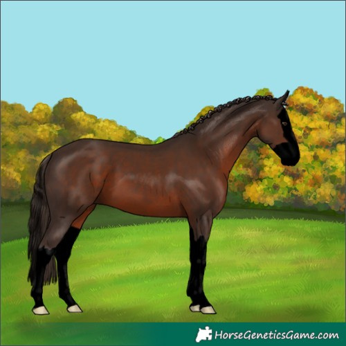 Horse Color:Void Liver Chestnut Splash