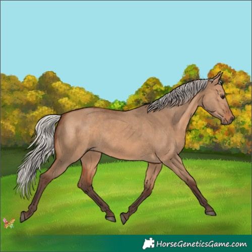Horse Color:Silver Brown Dun Rabicano 