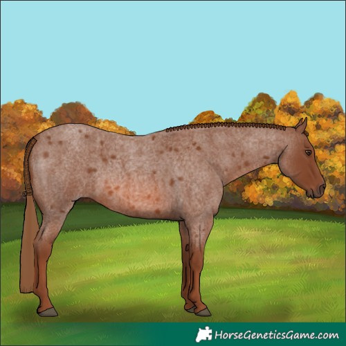 Horse Color:Red Roan 