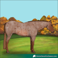 Horse Color:Red Roan 