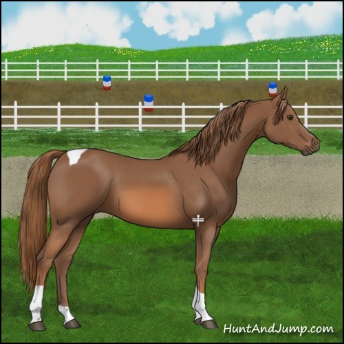 Horse Color:Chestnut Tobiano 