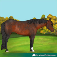 Horse Color:Brown Rabicano