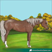 Horse Color:Silver Black
