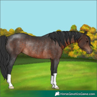 Horse Color:Brown Rabicano 