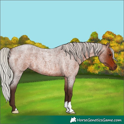 Horse Color:Silver Brown Roan 