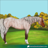 Horse Color:Silver Brown Roan 