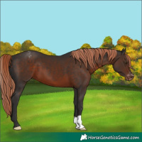 Horse Color:Liver Chestnut Appaloosa 