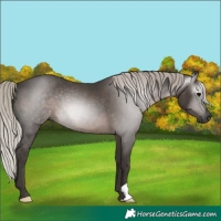 Horse Color:Gray Silver Black 
